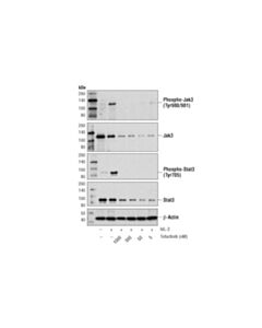Cell Signaling Tofacitinib