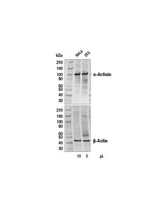 Cell Signaling Anti-Rabbit Igg (H+L), Biotinylated Antibody
