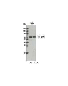 Cell Signaling Anti-Mouse Igg (H+L), Biotinylated Antibody