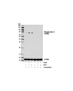 Cell Signaling Phospho-Sin1 (Thr86) (D4u9l) Rabbit mAb