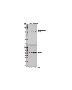 Cell Signaling Phospho-Beclin-1 (Ser93) (D9a5g) Rabbit mAb