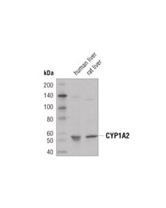 Cell Signaling CYP1A2 (D2V7S) Mouse mAb 20 uL