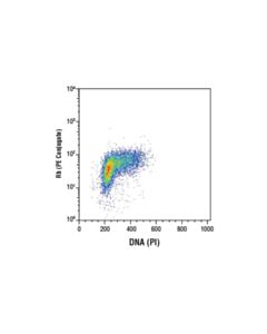 Cell Signaling Rb (4h1) Mouse mAb (PE Conjugate)