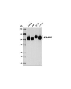 Cell Signaling Ptp-Pest (D4w7w) Rabbit mAb