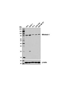 Cell Signaling Mitofusin-1 (D6e2s) Rabbit mAb