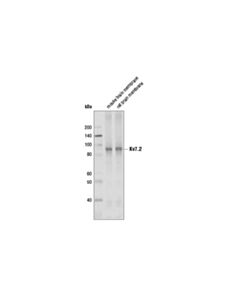 Cell Signaling Kv7.2 (D9l5s) Rabbit mAb