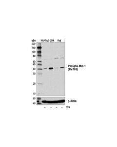 Cell Signaling Phospho-Mcl-1 (Thr163) (D5m9d) Rabbit mAb
