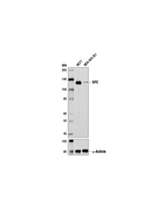 Cell Signaling Xpc (D1m5y) Rabbit mAb