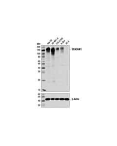 Cell Signaling Ceacam1 (D1p4t) Rabbit mAb