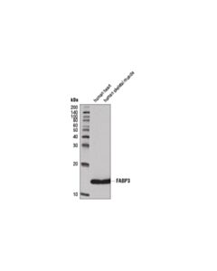 Cell Signaling Fabp3 (A7) Mouse mAb