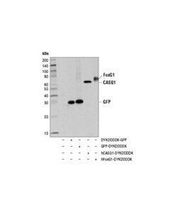 Cell Signaling DYKDDDDK Tag (D6W5B) Rabbit Monoclonal Antibody (Binds to same epitope as Sigma-Aldrich Anti-FLAG M2 antibody)