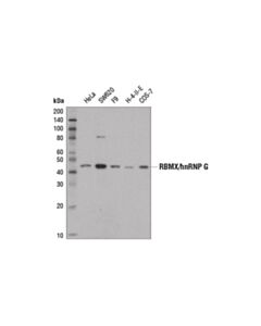 Cell Signaling Rbmx/Hnrnp g (D7c2v) Rabbit mAb