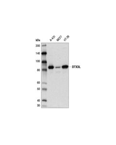 Cell Signaling Dtx3l (D5f2j) Rabbit mAb
