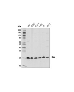 Cell Signaling Bax (D3r2m) Rabbit mAb (Rodent Preferred)