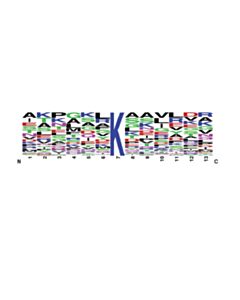 Cell Signaling PTMScan Pan-Methyl Lysine Kit 1 Kit
