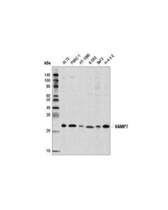 Cell Signaling Vamp7 (D4d5j) Rabbit mAb