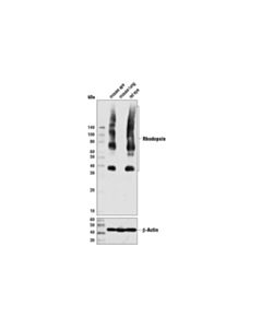 Cell Signaling Rhodopsin (D1n7x) Rabbit mAb