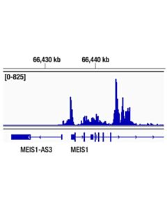 Cell Signaling Mllt1/Enl (D9m4b) Rabbit mAb