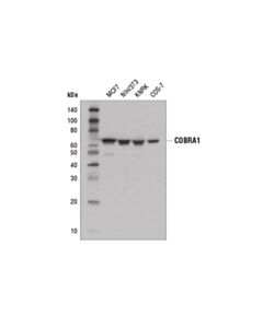 Cell Signaling Cobra1 (D6k9a) Rabbit mAb