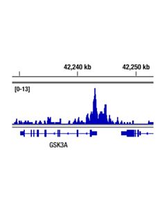 Cell Signaling Bcl6 (D4i2v) Xp Rabbit mAb