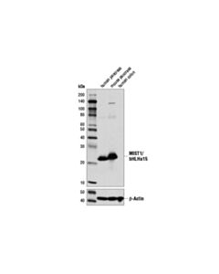Cell Signaling Mist1/Bhlha15 (D7n4b) Xp Rabbit mAb