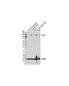 Cell Signaling Lipin 1 (D2w9g) Rabbit mAb
