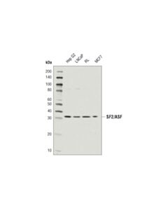 Cell Signaling SF2/ASF (D6S7V) Rabbit mAb 20 uL