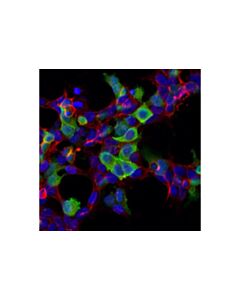 Cell Signaling His-Tag (D3i1o) Xp  Rabbit mAb (Alexa Fluor 488 Conjugate)