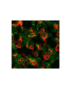 Cell Signaling His-Tag (D3i1o) Xp  Rabbit mAb (Alexa Fluor 647 Conjugate)