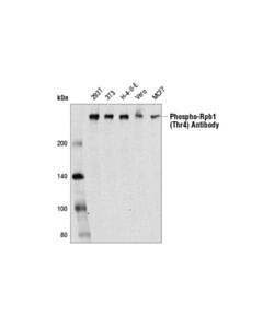Cell Signaling Phospho-Rpb1 Ctd (Thr4) Antibody