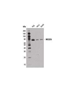 Cell Signaling Med26 (D4b1x) Rabbit mAb