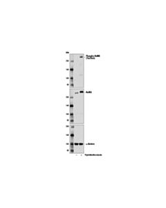 Cell Signaling Phospho-Numa (Thr2055) Antibody