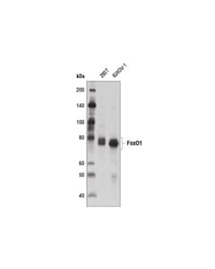 Cell Signaling Foxo1 (D7c1h) Mouse mAb