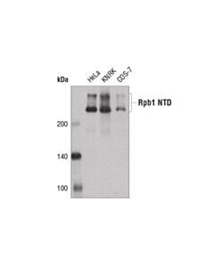 Cell Signaling Rpb1 Ntd (D8l4y) Rabbit mAb