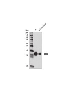 Cell Signaling Sox2 (D1c7j) Xp Rabbit mAb