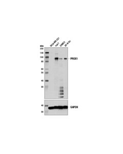 Cell Signaling Prox1 (D2j6j) Rabbit mAb