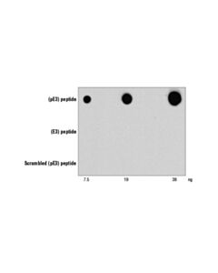 Cell Signaling Beta-Amyloid (Pe3 Peptide) (D5n5h) Rabbit mAb