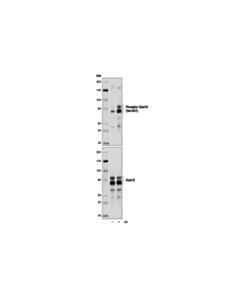 Cell Signaling Phospho-Rad18 (Ser403) (D2t6w) Rabbit mAb