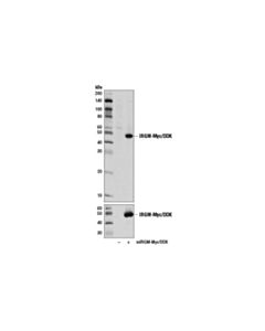 Cell Signaling Irgm Antibody (Rodent Specific)