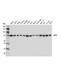 Cell Signaling Erf3 Antibody