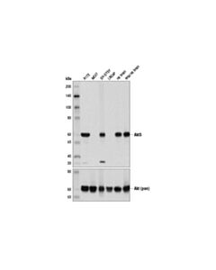 Cell Signaling Akt3 (E1z3w) Rabbit mAb