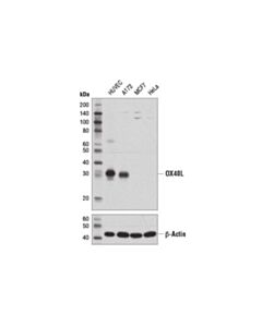 Cell Signaling OX40L (D6X2D) Rabbit mAb 20 uL