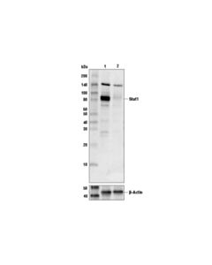 Cell Signaling Stat1 (D1k9y) Rabbit mAb