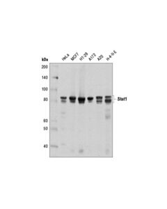 Cell Signaling Stat1 (D4y6z) Rabbit mAb