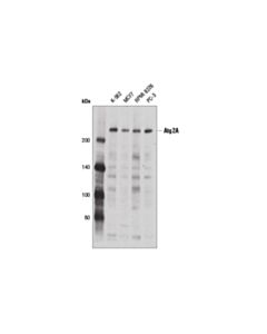 Cell Signaling Atg2a Antibody