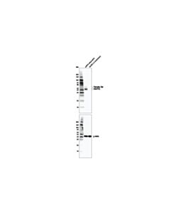 Cell Signaling Phospho-Tau (Ser416) (D7u2p) Rabbit mAb