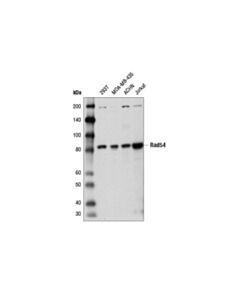Cell Signaling Rad54 (D4w3z) Rabbit mAb