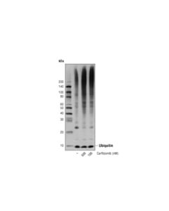 Cell Signaling Carfilzomib