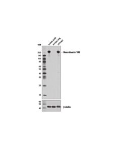 Cell Signaling Neurofascin 186 (D6g6o) Rabbit mAb