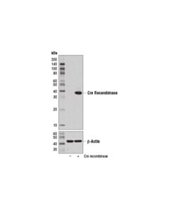 Cell Signaling Cre Recombinase (D7l7l) Xp Rabbit mAb